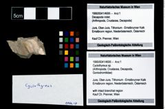 Foto (Objekt + Etikett) von Cyclothyreus sp.  (NHMW-GEO-1990-0041-4695)